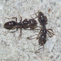 Austroponera castanea