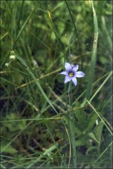 Sisyrinchium idahoense