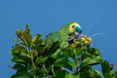 Amazona aestiva