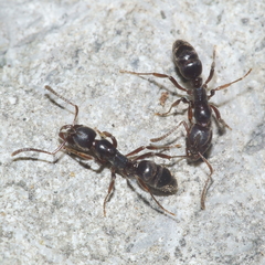 Austroponera castanea