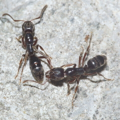 Austroponera castanea