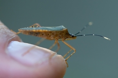 Leptoscelis elongator