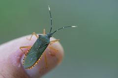 Leptoscelis elongator