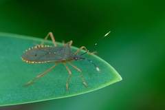 Leptoscelis elongator