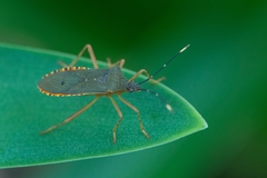 Leptoscelis elongator