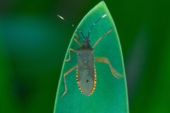 Leptoscelis elongator