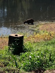 Hydrochoerus hydrochaeris