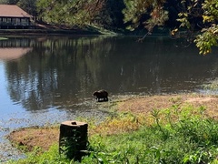 Hydrochoerus hydrochaeris