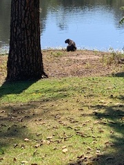 Hydrochoerus hydrochaeris