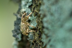 Hadropus albicerus