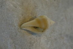 Strombus alatus image