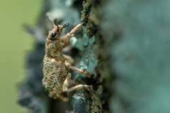 Hadropus albicerus