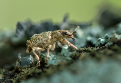 Hadropus albicerus