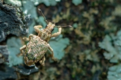 Hadropus albicerus