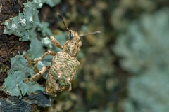 Hadropus albicerus