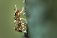 Hadropus albicerus