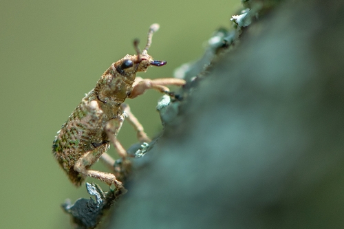 Hadropus