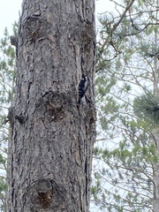 Dryobates villosus villosus