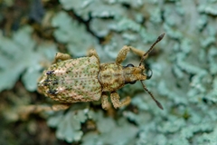 Hadropus albicerus