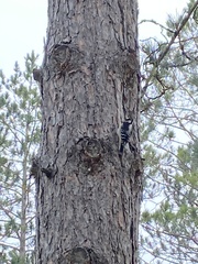 Dryobates villosus villosus