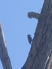 Melanerpes rubricapillus