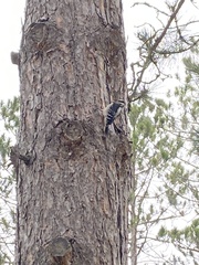 Dryobates villosus villosus