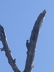 Melanerpes rubricapillus