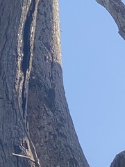 Melanerpes rubricapillus