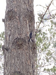 Dryobates villosus villosus