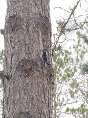 Dryobates villosus villosus