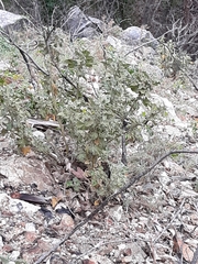 Malacothamnus lucianus