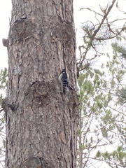 Dryobates villosus villosus