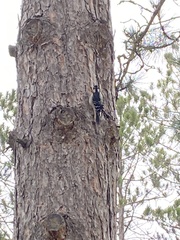 Dryobates villosus villosus