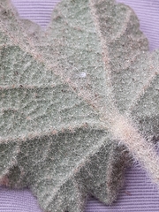 Malacothamnus lucianus