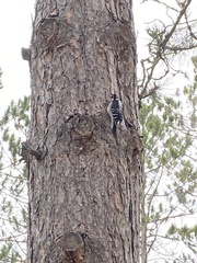 Dryobates villosus villosus