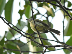 Hemitriccus zosterops