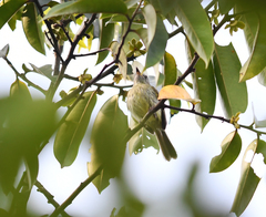 Hemitriccus zosterops