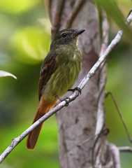 Ramphotrigon ruficauda