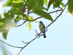 Zimmerius gracilipes