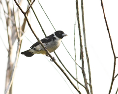 Sporophila fringilloides