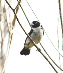 Sporophila fringilloides