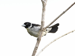 Sporophila fringilloides