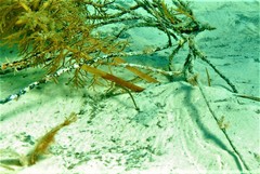 Vanacampus poecilolaemus