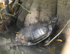 Trachemys stejnegeri