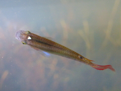 Aplocheilus lineatus