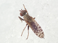 Pherbellia schoenherri