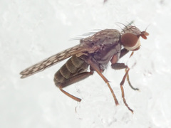 Pherbellia schoenherri