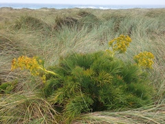 Aciphylla dieffenbachii