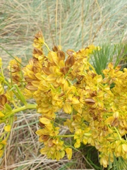 Aciphylla dieffenbachii