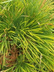Aciphylla dieffenbachii
